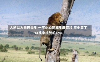 大象以为自己是牛 一不小心混成牛群首领 至少灭了14头来挑战的公牛