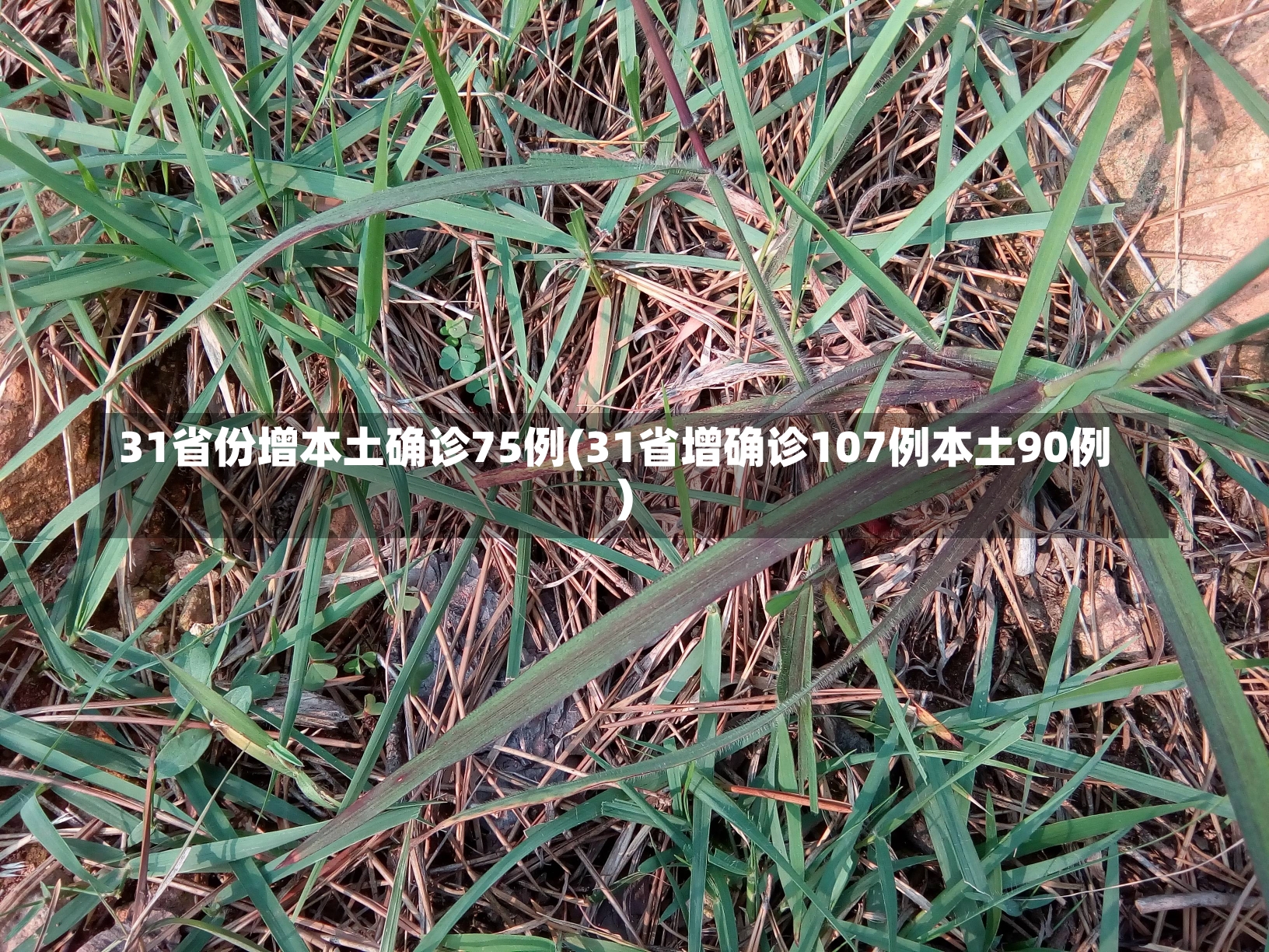 31省份增本土确诊75例(31省增确诊107例本土90例)-第3张图片-建明新闻