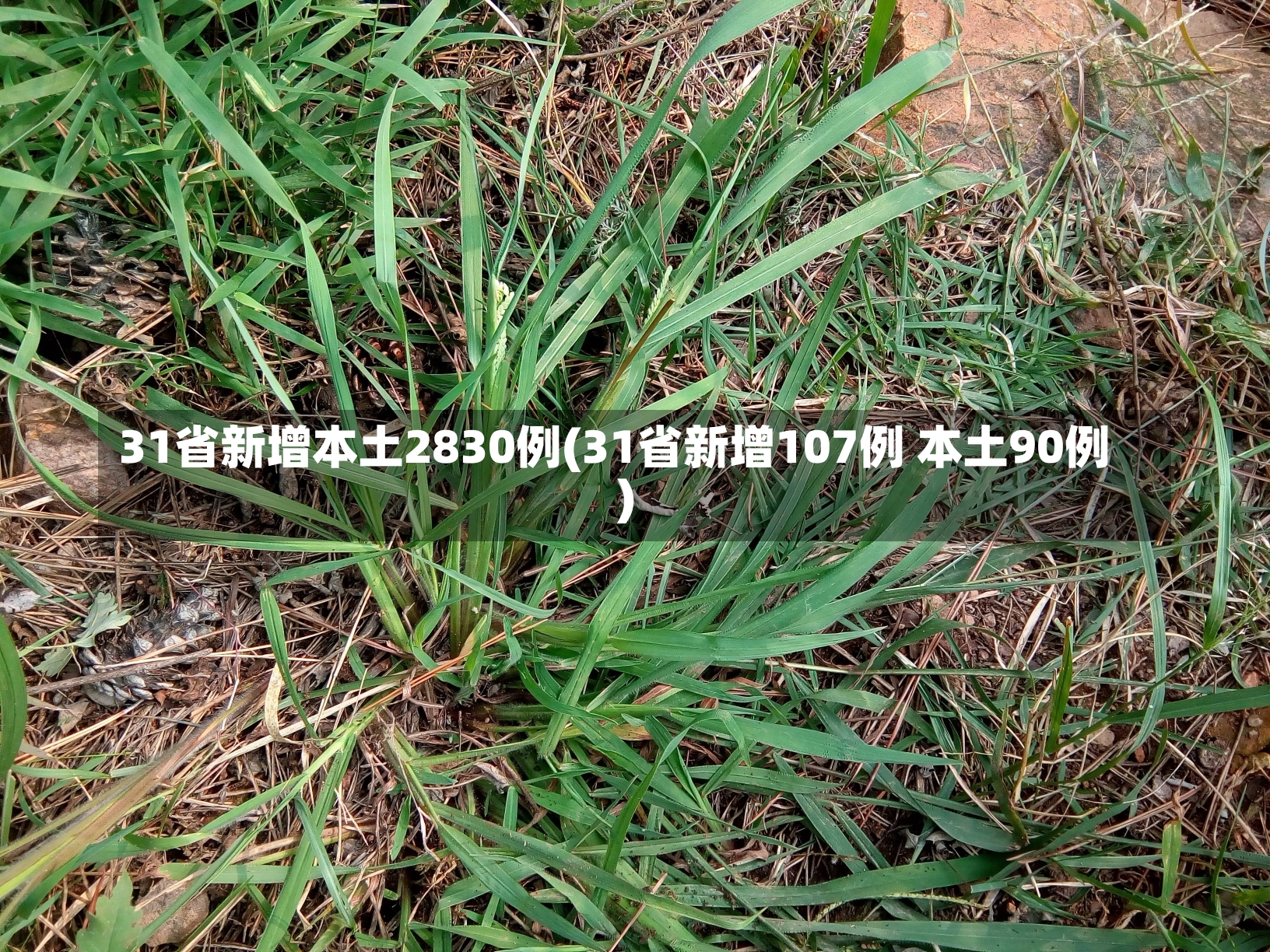 31省新增本土2830例(31省新增107例 本土90例)-第1张图片-建明新闻