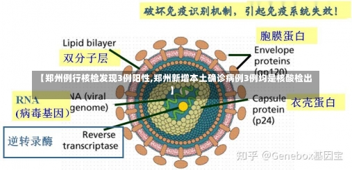 【郑州例行核检发现3例阳性,郑州新增本土确诊病例3例均是核酸检出】-第1张图片-建明新闻